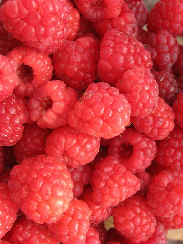 Free stock image of Fresh Raspberries created by Pixabay