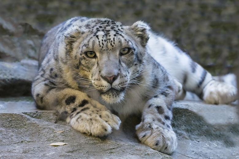 Free stock image of Snow Leopard created by Pixabay