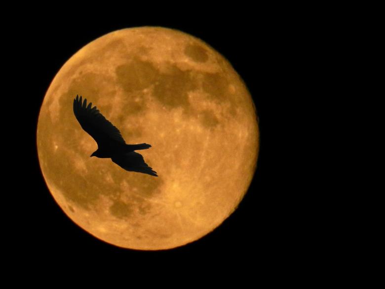 Free stock image of Super Moon created by Pixabay
