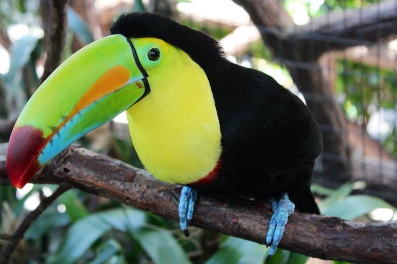 Free stock image of Colorful Toucan created by Pixabay