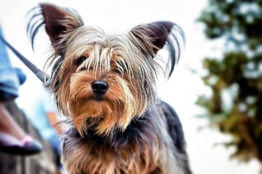 Yorkie - Free Stock Photo