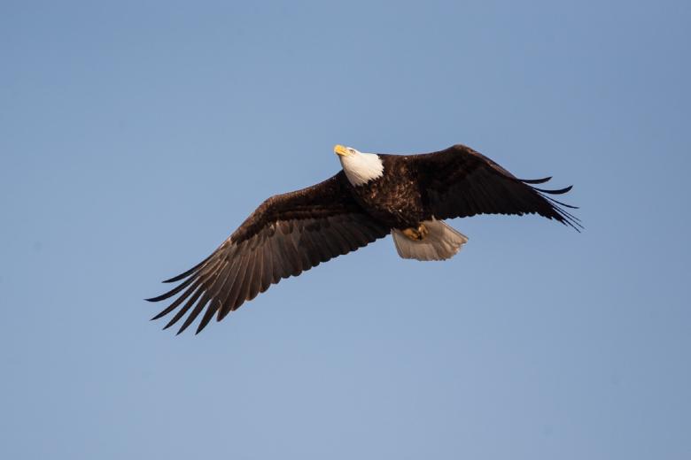 Free stock image of Bald Eagle created by Pixabay