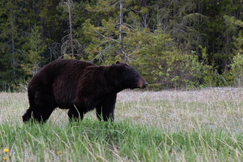 Free stock image of Black Bear created by Pixabay
