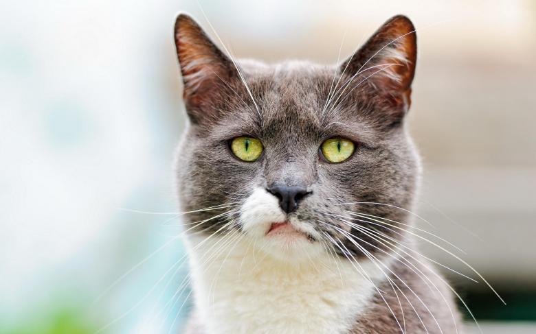 Free stock image of Pet created by Pixabay