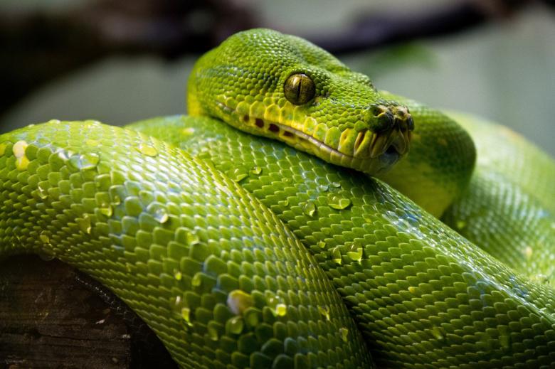 Free stock image of Green Tree Python created by Pixabay