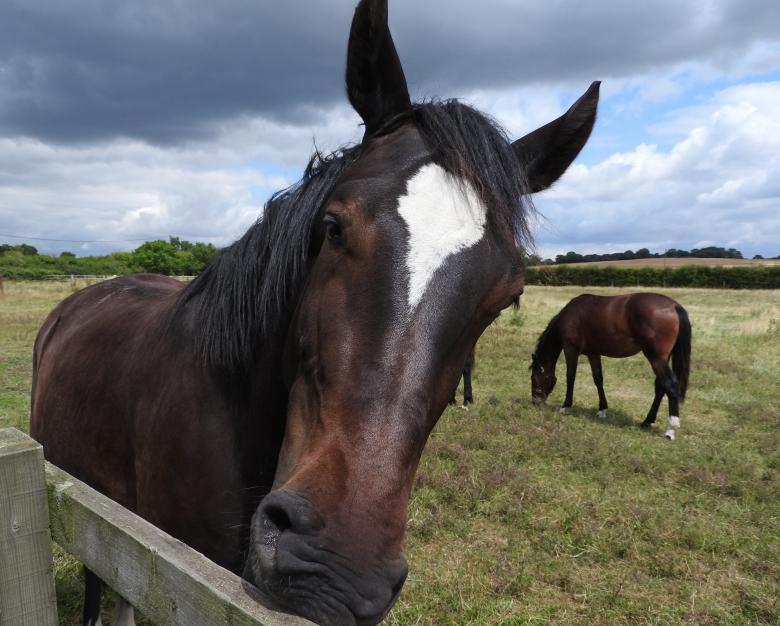 Free stock image of Horses in Stable created by Pixabay