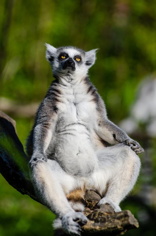 Free stock image of Lemur Pose created by Pixabay