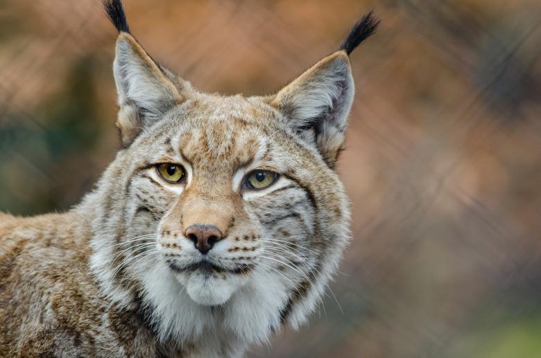 Free stock image of Wild Lynx created by Pixabay
