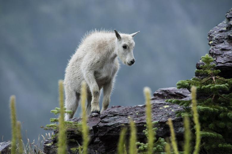 Free stock image of Mountain Goat created by Pixabay