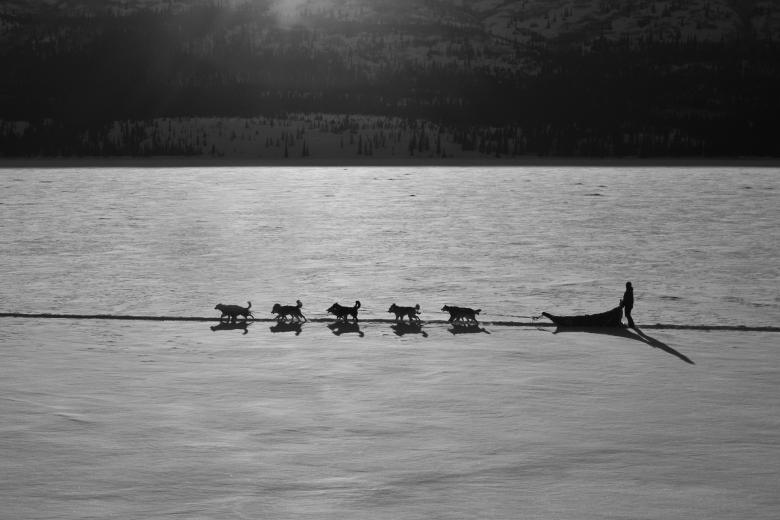 Free stock image of Sled Dog Team created by Pixabay