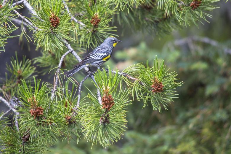 Free stock image of Yellow Rumped Warbler created by Pixabay