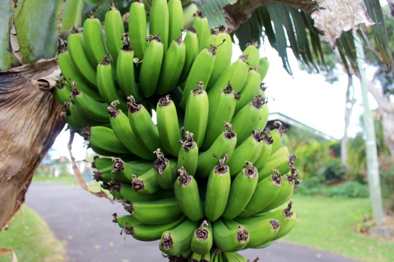 Free stock image of Green Bananas created by Pixabay