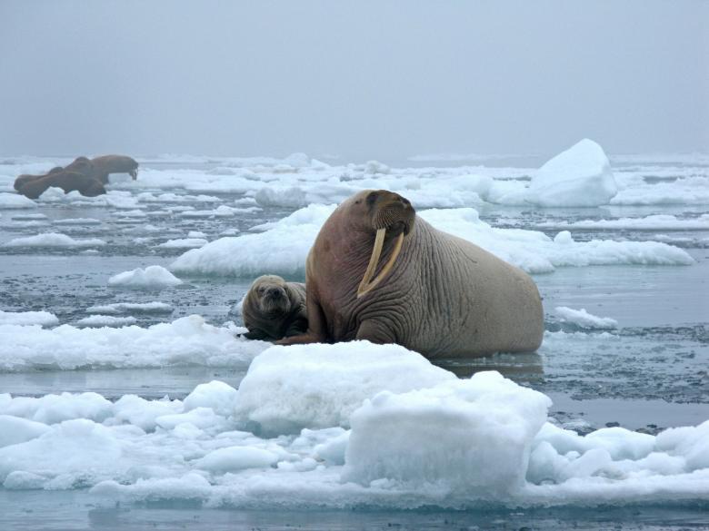 Free stock image of Bull Walrus created by Pixabay