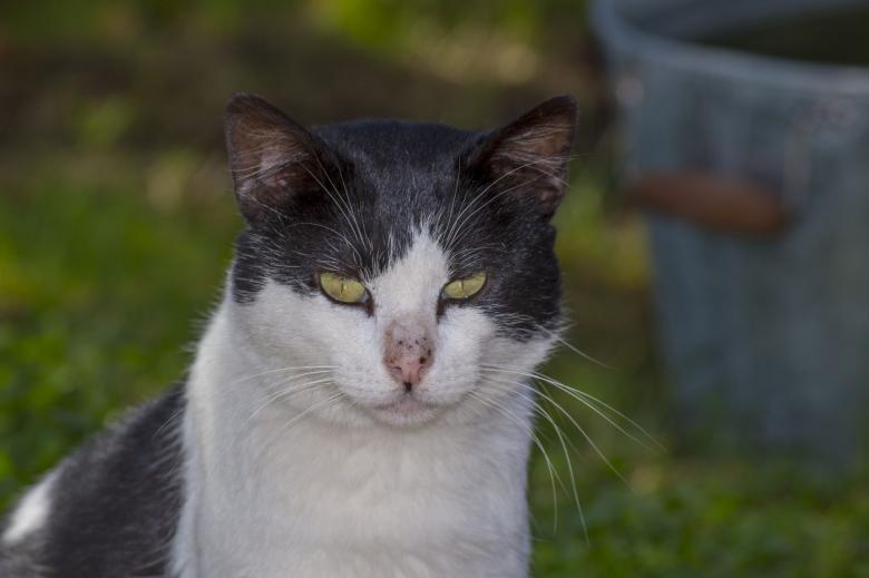 Free stock image of Pet Cat created by Pixabay