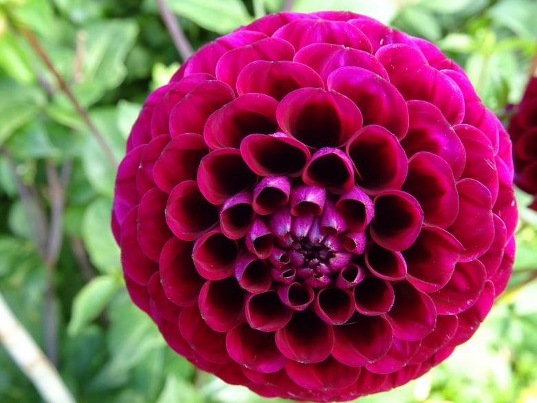 Free stock image of Fresh Dahlia created by Pixabay