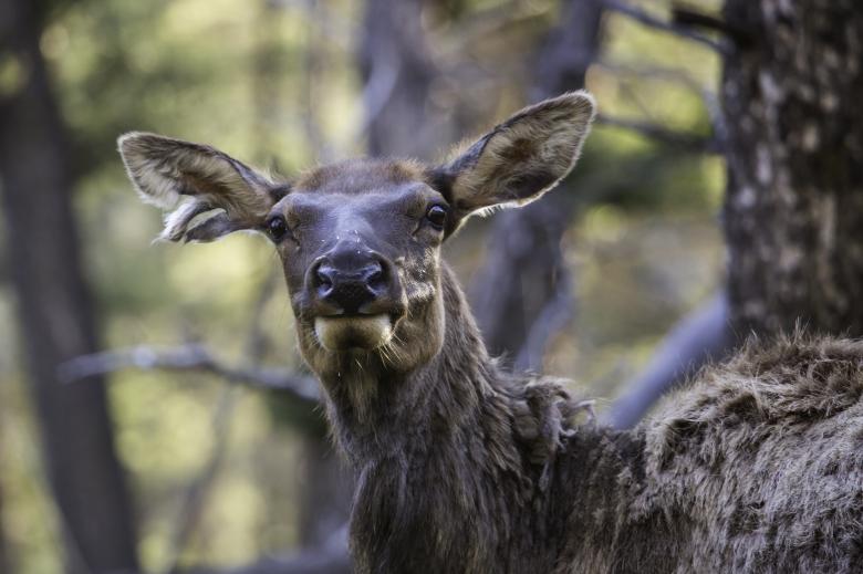 Free stock image of Wild Elk created by Pixabay