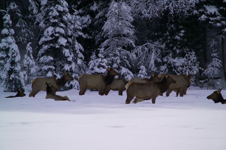 Free stock image of Elk Herd created by Pixabay