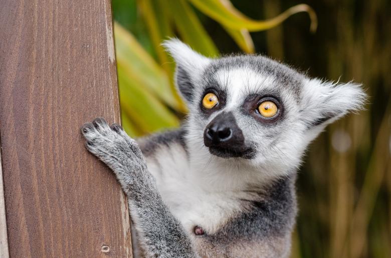 Free stock image of Wild Lemur created by Pixabay