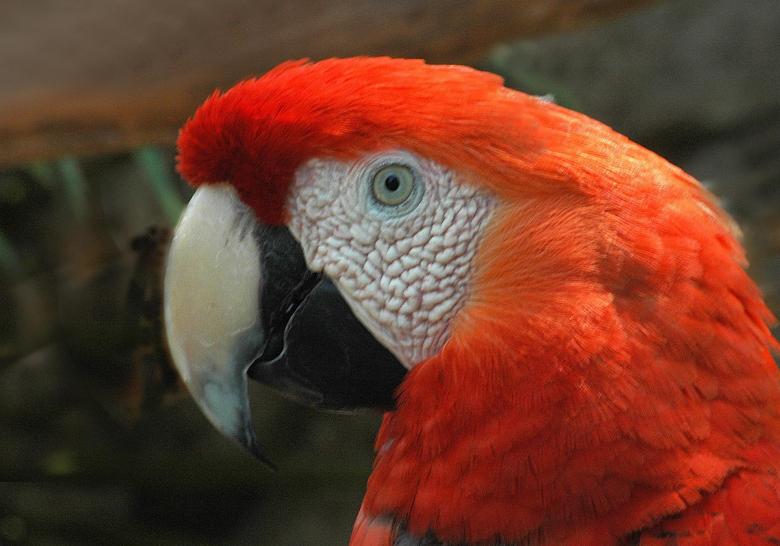 Free stock image of Red Macaw created by Pixabay