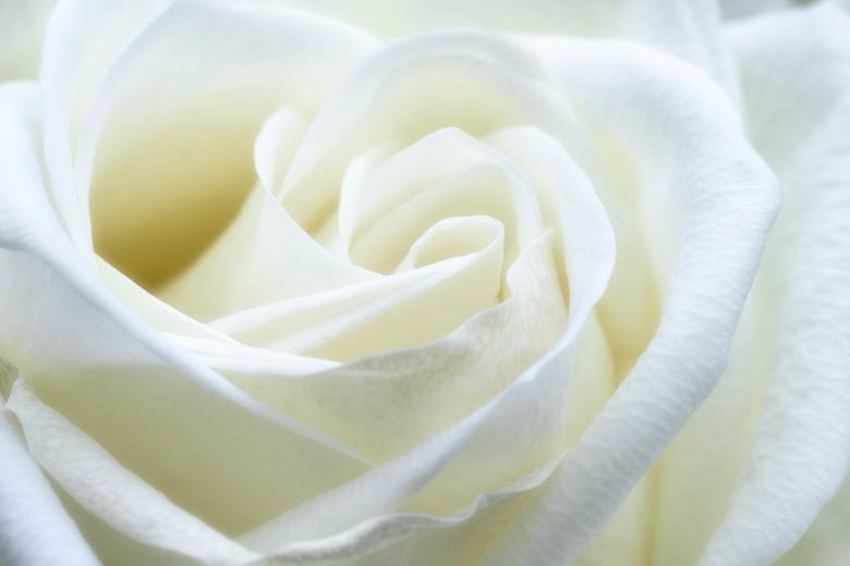 Free stock image of White Rose created by Pixabay