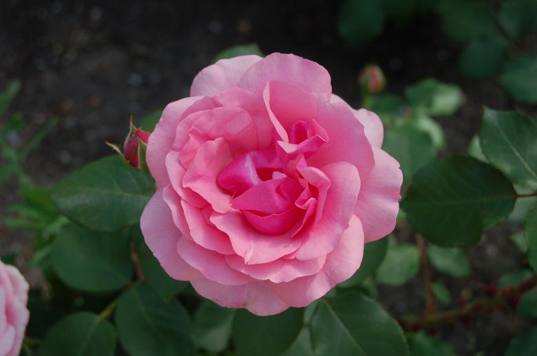 Free stock image of Fresh Rose created by Pixabay