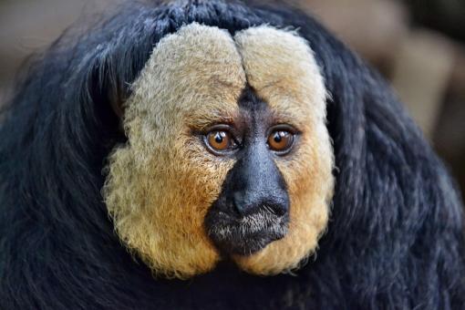 Saki Monkey - Free Stock Photo