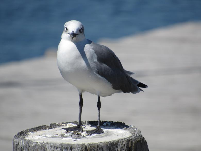 Free stock image of Sea Gull created by Pixabay