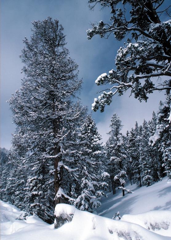 Free stock image of Frozen created by Pixabay