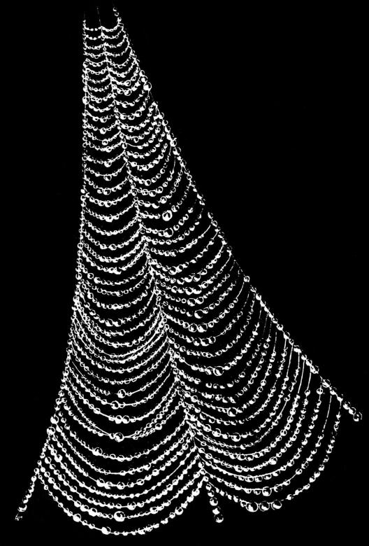 Free stock image of Spider Web created by Pixabay