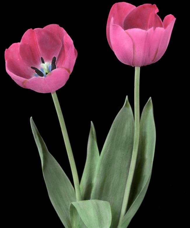 Free stock image of Fresh Tulips created by Pixabay