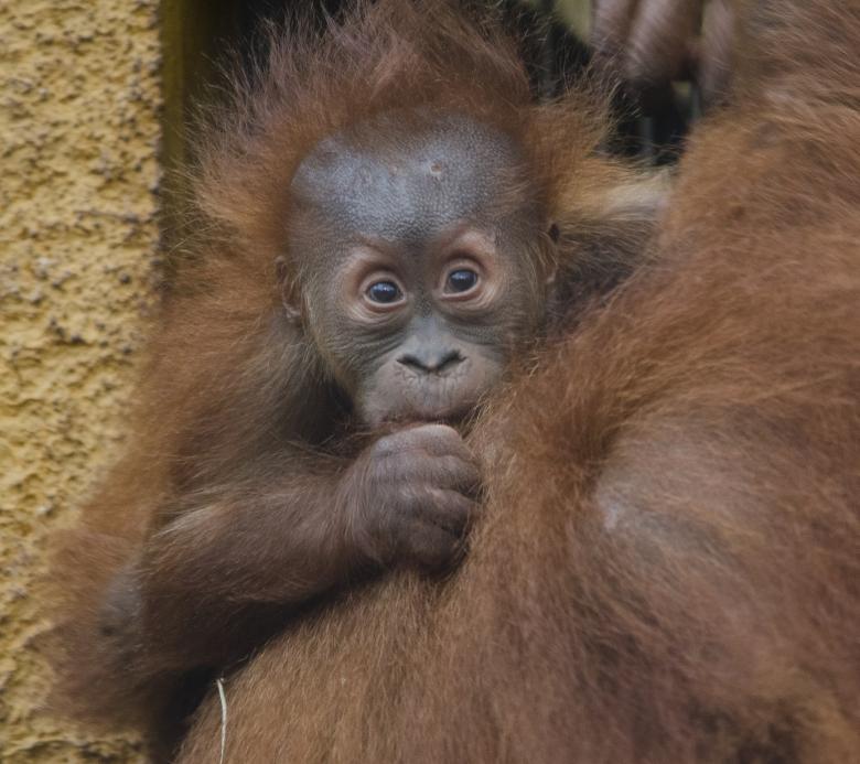 Free stock image of Baboon Baby created by Pixabay