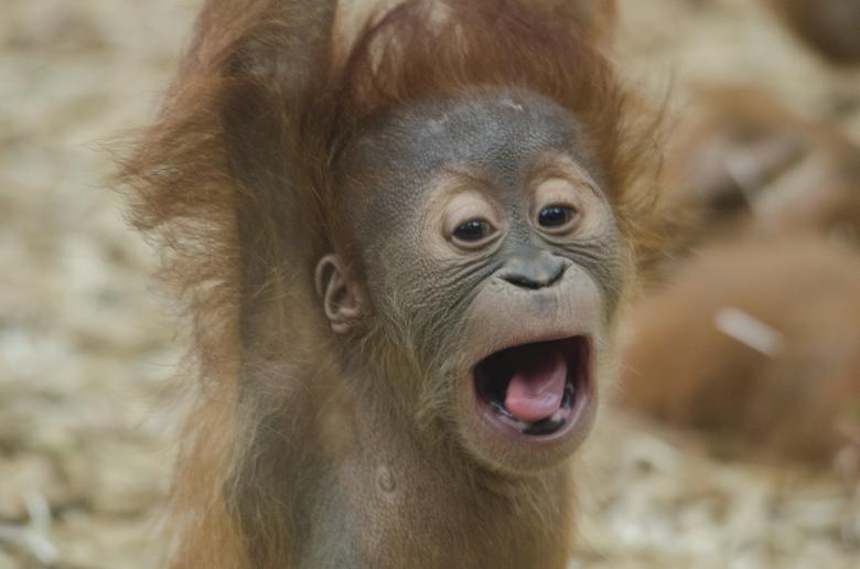 Free stock image of Baby Orangutan created by Pixabay
