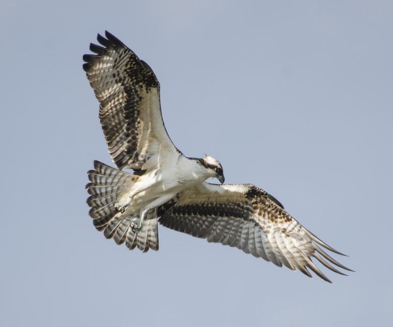 Free stock image of Hawk Flying created by Pixabay