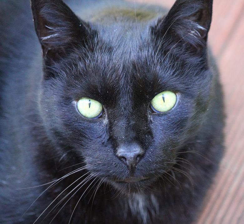 Free stock image of Black Cat created by Pixabay