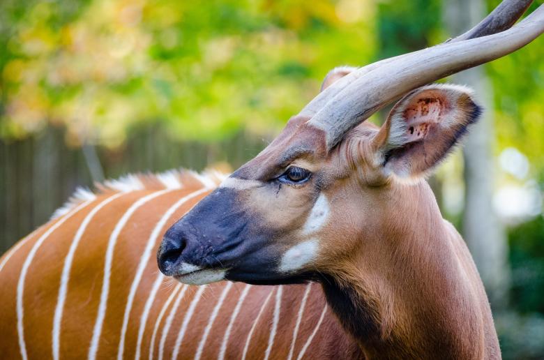 Free stock image of Bongo in the Zoo created by Pixabay
