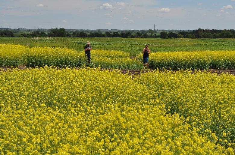 Free stock image of Canola Field created by Pixabay