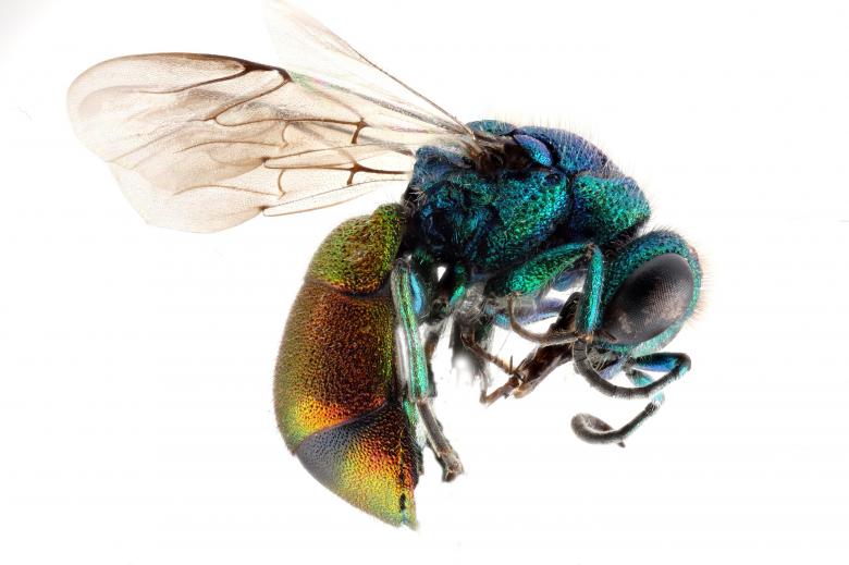 Free stock image of Cuckoo Wasp created by Pixabay