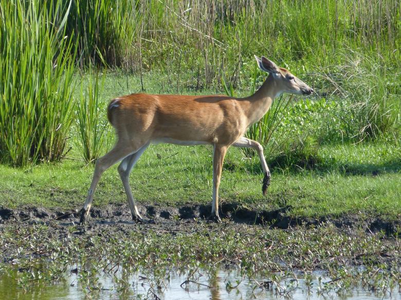 Free stock image of Wild Deer created by Pixabay