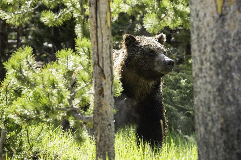 Free stock image of Grizzly in the Jungle created by Pixabay