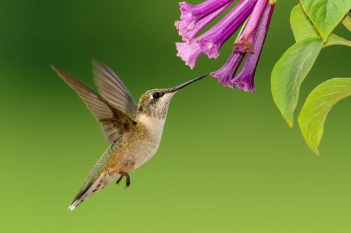 Free Stock Photo of Humming Bird