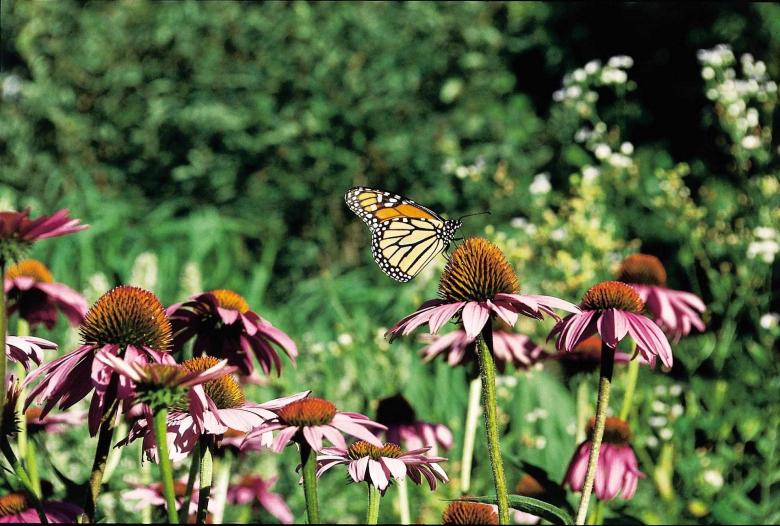 Free stock image of Monarch Butterfly in the Garden created by Pixabay