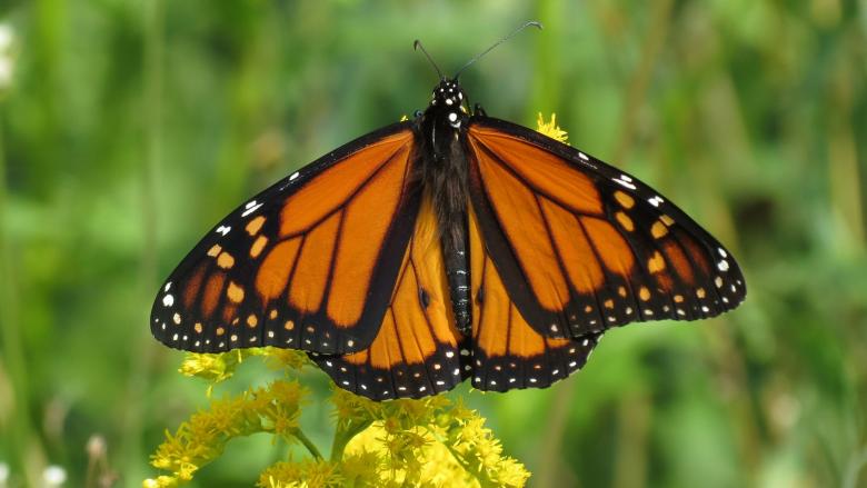 Free stock image of Monarch Butterfly created by Pixabay