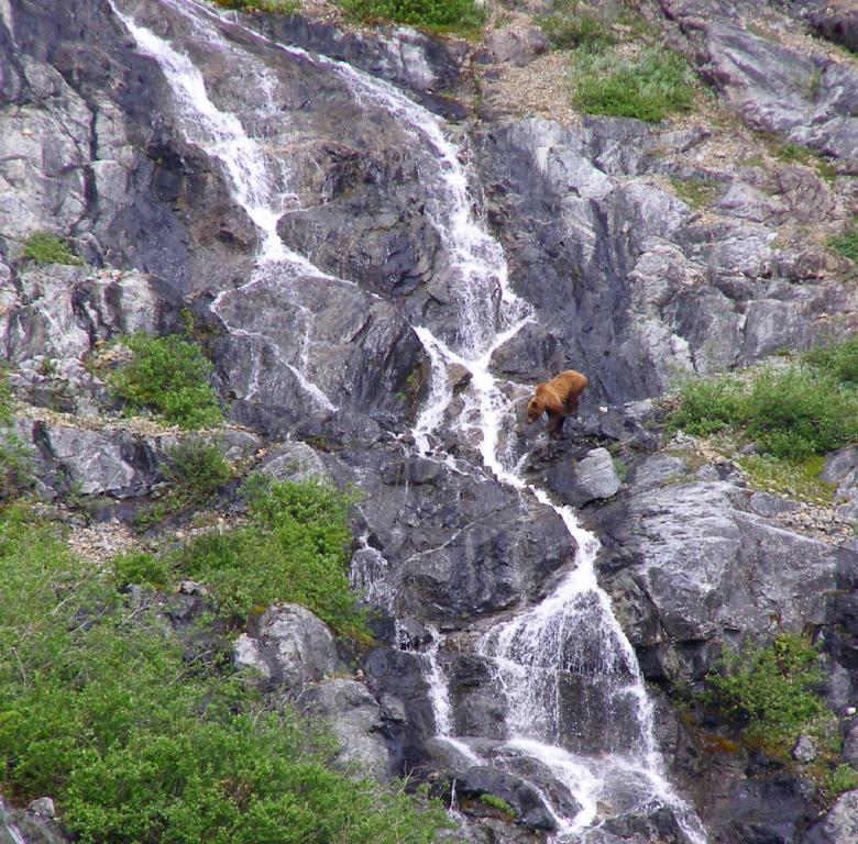 Free stock image of Bear Fishing created by Pixabay