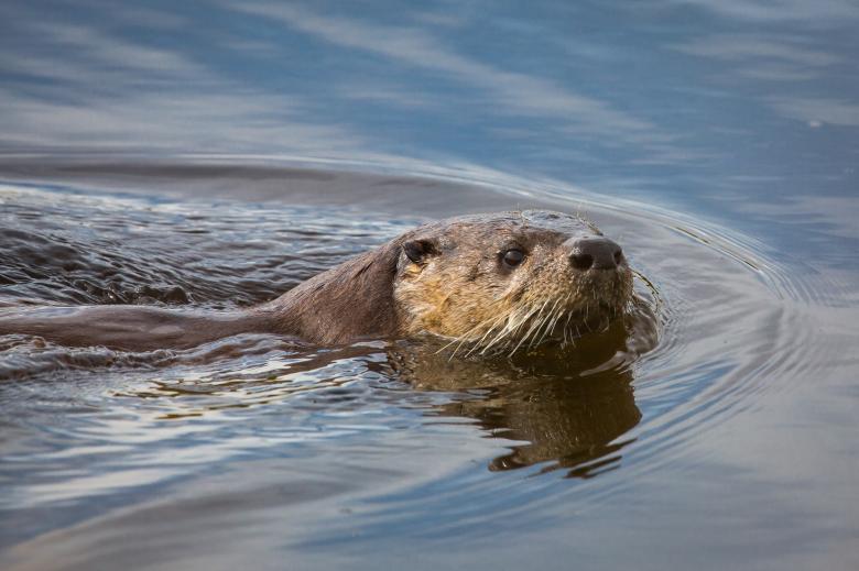 Free stock image of River Otter created by Pixabay