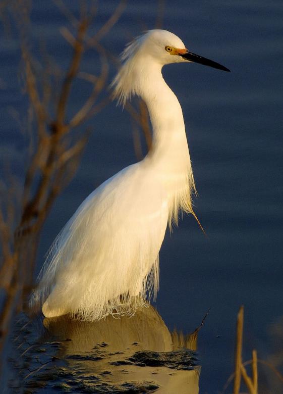 Free stock image of Snowy Egret created by Pixabay