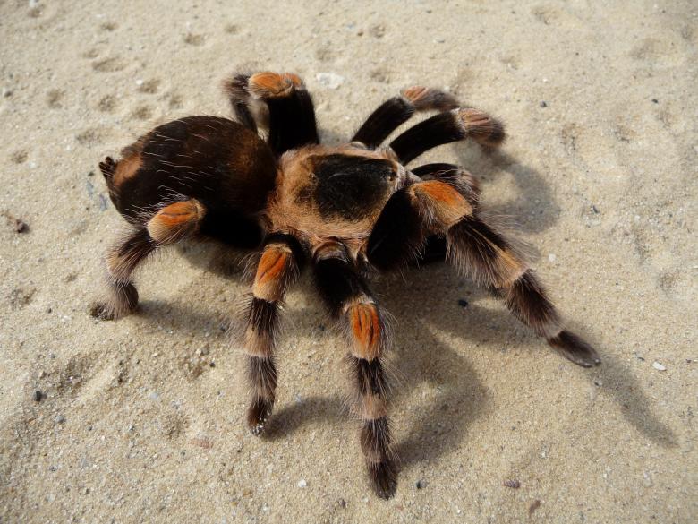 Free stock image of Wild Tarantula created by Pixabay
