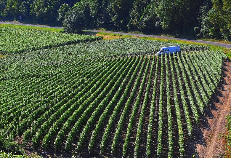 Free stock image of Vine Yard created by Pixabay