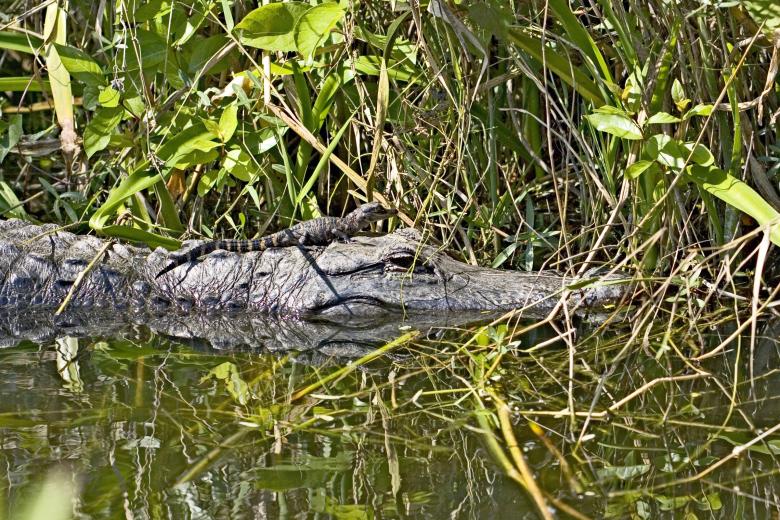 Free stock image of Alligator with Cub created by Pixabay