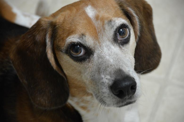 Free stock image of Beagle Dog created by Pixabay