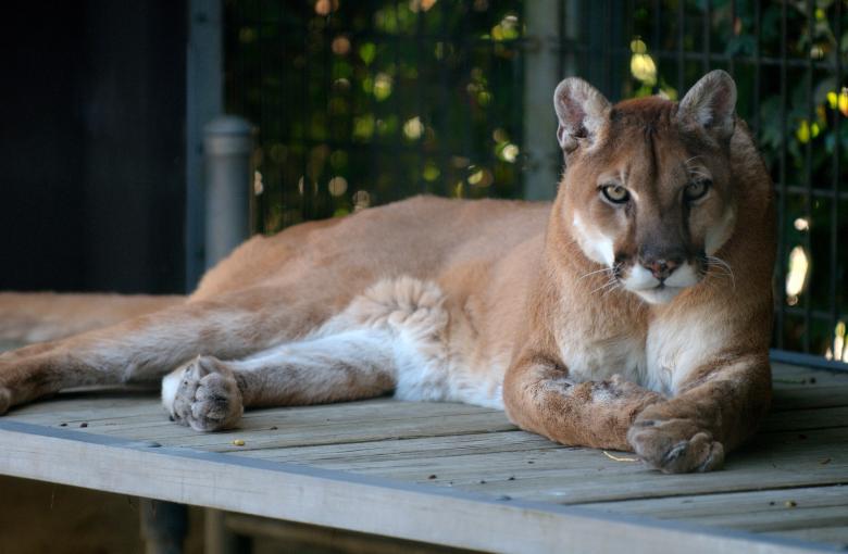 Free stock image of Wild Cougar created by Pixabay